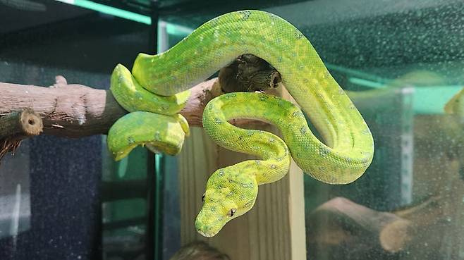 [서울=뉴시스] 초록나무비단뱀. 위 사진은 해당 기사와 직접적 연관이 없음. 2024.12.23. photo@newsis.com *재판매 및 DB 금지