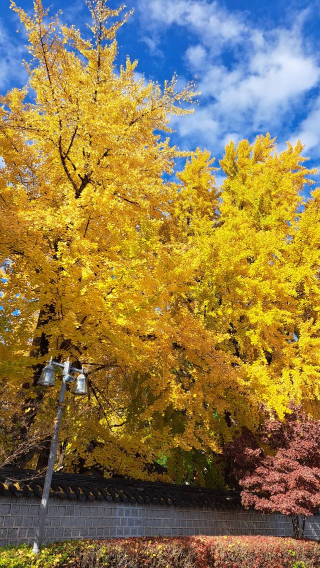 ▲가지치기 전인 지난 11월에 촬영한 해당 은행나무 ⓒ제보자 제공