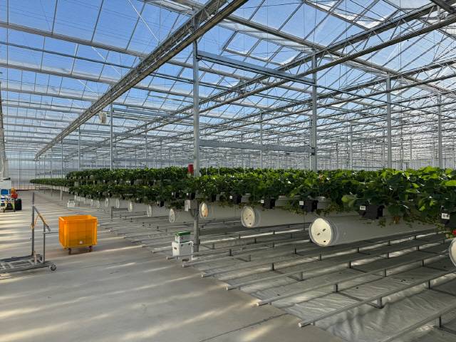 ▲ 1 양구 해안면 임대형 스마트팜 A구역 스마트온실 내부 전경. 대형 유리온실 구조로 채광 효율이 높고, 자동창 개폐·환경 제어 시스템을 적용해 안정적인 생육 환경을 제공한다.