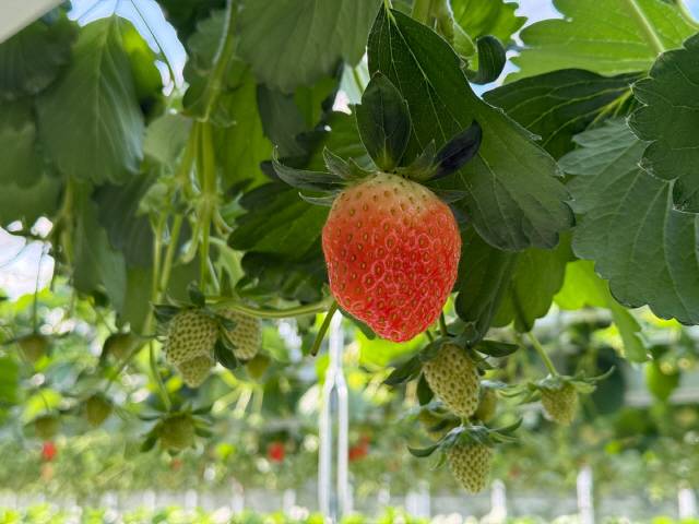 ▲ 양구 해안면 임대형 스마트팜 A구역에서 생육 중인 딸기 열매. 온도·습도·양액 관리가 자동화돼 균일한 품질 확보에 유리한 환경이 조성돼 있다