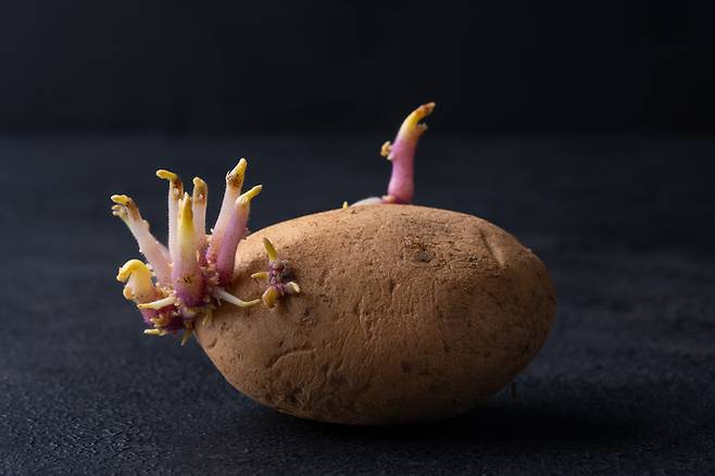 감자 줄기와 싹에는 '솔라닌'이라는 유독 성분이 들어 있어 절대 섭취해서는 안 된다.사진= 게티이미지뱅크