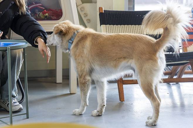 방문객과 인사를 나누는 베베. 장진영 기자