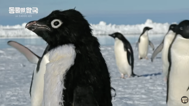 BBC 다큐멘터리 <야생의 스파이>(2017)에서 스파이 로봇 펭귄이 펭귄 무리 사이에 잠입해 서 있다. KBS 유튜브 채널 ‘동물의 왕국’ 영상 갈무리.