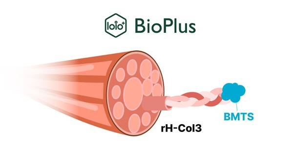 바이오플러스의 유전자 재조합 인간형 콜라겐 타입 Ⅲ(rH-Col3)과 BMTS 결합 (사진=바이오플러스)