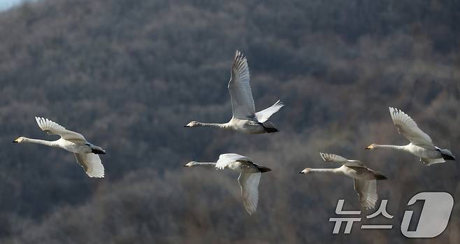 초겨울 날씨를 보인 8일 경기 광주시 퇴촌면 경안천습지생태공원에서 겨울철새 큰고니가 먹이활동을 하고 있다. 2025.12.8/뉴스1 ⓒ News1 김영운 기자
