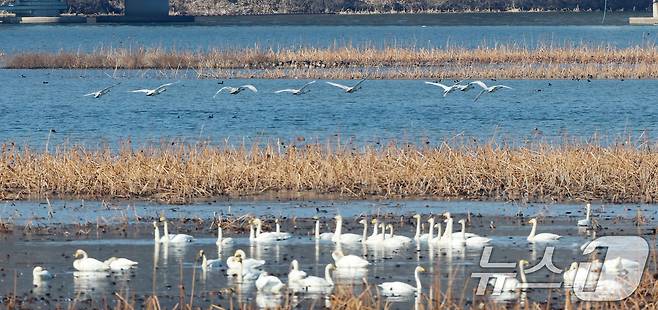 초겨울 날씨를 보인 8일 경기 광주시 퇴촌면 경안천습지생태공원에서 겨울철새 큰고니가 먹이활동을 하고 있다. 2025.12.8/뉴스1 ⓒ News1 김영운 기자