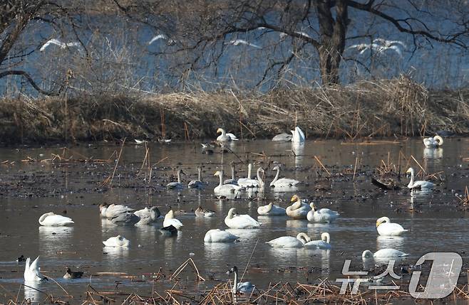초겨울 날씨를 보인 8일 경기 광주시 퇴촌면 경안천습지생태공원에서 겨울철새 큰고니가 먹이활동을 하고 있다. 2025.12.8/뉴스1 ⓒ News1 김영운 기자