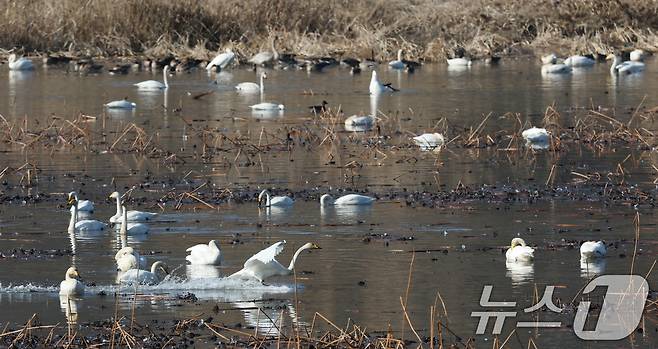 초겨울 날씨를 보인 8일 경기 광주시 퇴촌면 경안천습지생태공원에서 겨울철새 큰고니가 먹이활동을 하고 있다. 2025.12.8/뉴스1 ⓒ News1 김영운 기자