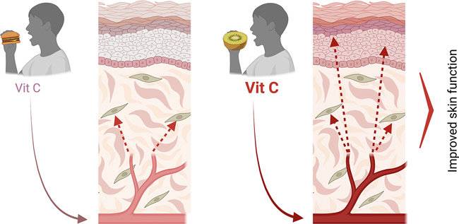 매일 250㎎의 비타민 C(키위 2개 분량)를 먹으면 피부 건강을 개선할 수 있다는 연구 결과가 나왔다. 그래픽= 피부 연구학 저널(Journal of Investigative Dermatology) 발췌.