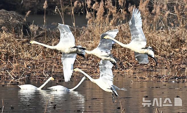 [경기광주=뉴시스] 김종택 기자 = 8일 경기 광주시 경안천습지생태공원에서 천연기념물 제201-1호 큰고니(백조)들이 비상하고 있다. 2025.12.08. jtk@newsis.com