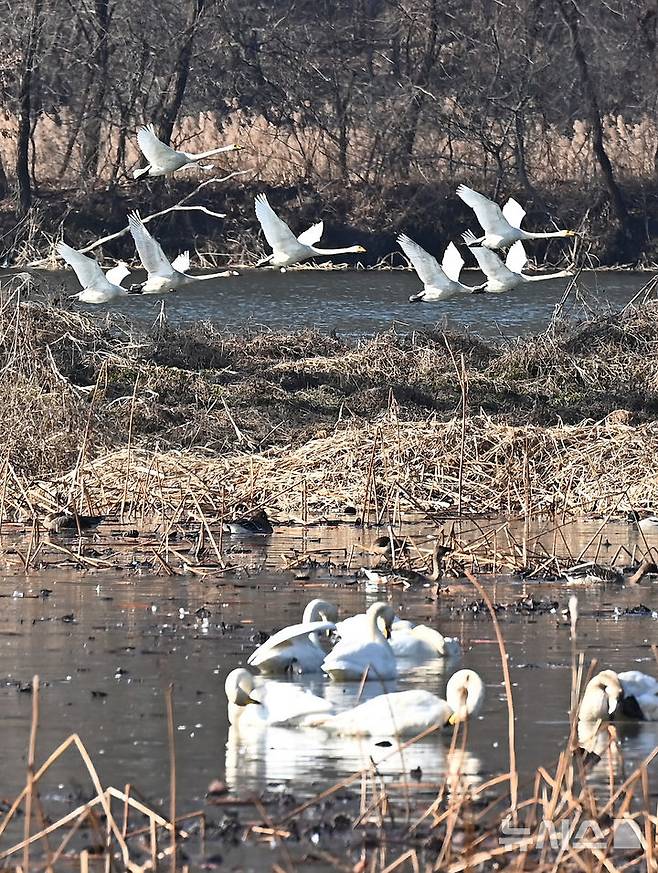 [경기광주=뉴시스] 김종택 기자 = 8일 경기 광주시 경안천습지생태공원에서 천연기념물 제201-1호 큰고니(백조)들이 비상하고 있다. 2025.12.08. jtk@newsis.com