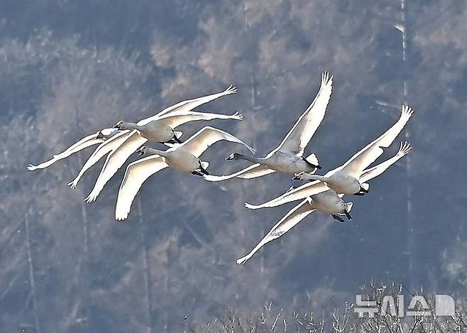 [경기광주=뉴시스] 김종택 기자 = 8일 경기 광주시 경안천습지생태공원에서 천연기념물 제201-1호 큰고니(백조)들이 비상하고 있다. 2025.12.08. jtk@newsis.com