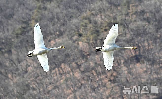 [경기광주=뉴시스] 김종택 기자 = 8일 경기 광주시 경안천습지생태공원에서 천연기념물 제201-1호 큰고니(백조)들이 비상하고 있다. 2025.12.08. jtk@newsis.com