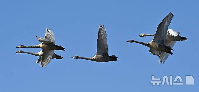 [경기광주=뉴시스] 김종택 기자 = 8일 경기 광주시 경안천습지생태공원에서 천연기념물 제201-1호 큰고니(백조)들이 비상하고 있다. 2025.12.08. jtk@newsis.com