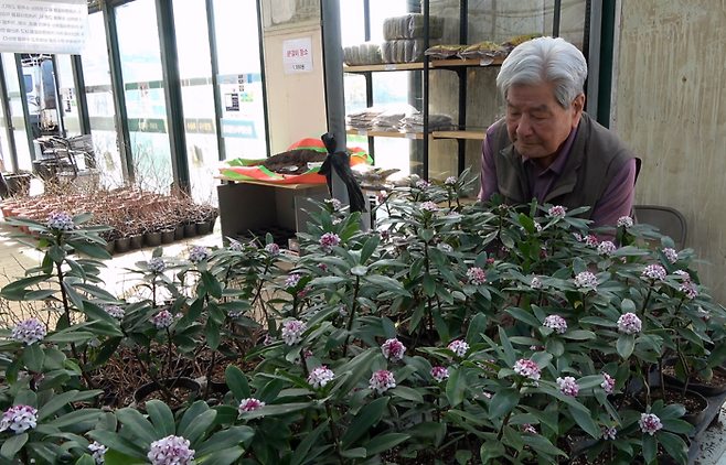 조일영(84) 할아버지가 종묘사에서 천리향을 고르고 있다.