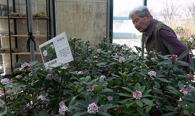 조일영(84) 할아버지가 종묘사에서 천리향을 고르고 있다.