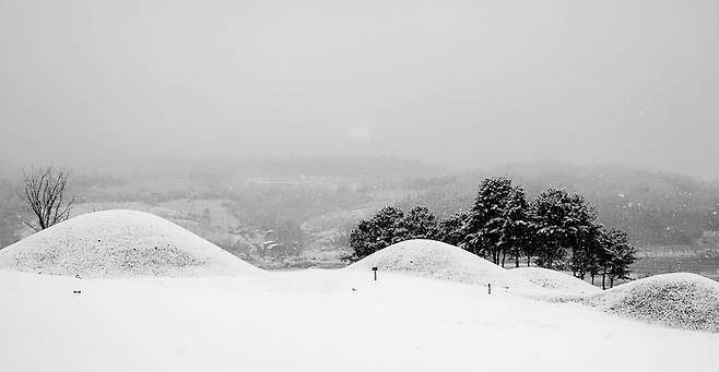 ▲ 경북 의성군 금성면 조문국고분군에 함박눈이 쉴 새 없이 내려 고분 봉우리와 소나무 숲 전체가 순백의 곡선으로 잠기며, 고대 왕국의 능선이 겨울 안개 속에서 유적지 특유의 고요한 시간층을 드러내는 장면. 원덕희 사진가.