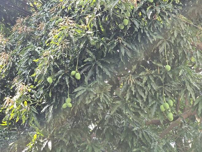 브라질 벨렝 거리에 심은 망고나무. 열매가 익는 11월 중순에도 아직 푸른 열매들이 가득 달려 있다. 벨렝/옥기원 기자 ok@hani.co.kr