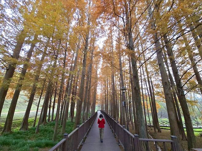 광주 미식로드 1박 2일 ‘게미진 여행’ 코스 중 하나인 광주호 메타세쿼이아 호변산책길