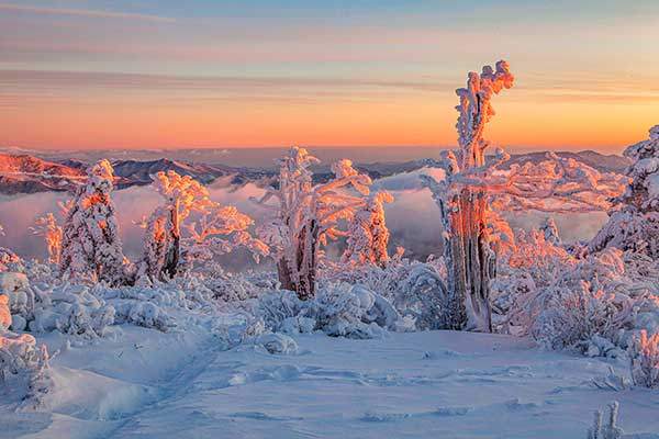 영하 20℃의 엄동설한 속에서도 뜨겁게 타오르는 태백산 장군봉 주목.