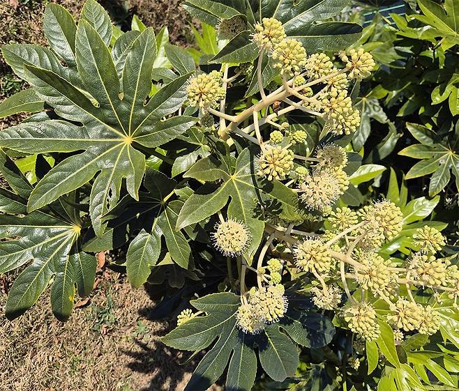 통영 비진도 팔손이.