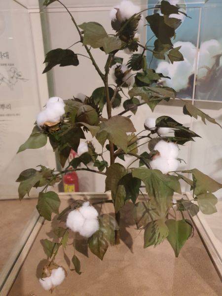 목화 솜