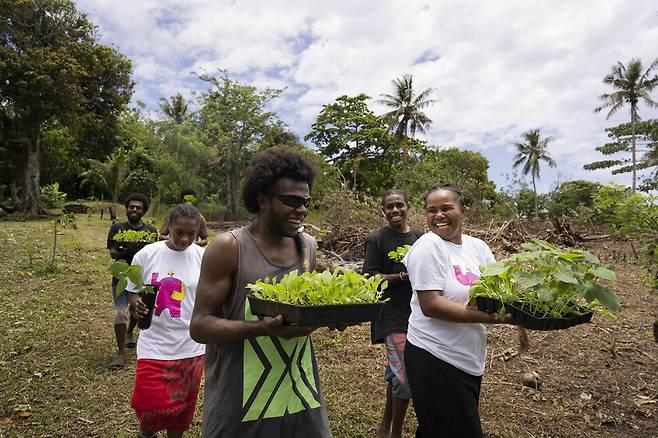 세이브더칠드런 바누아투 사업으로 농어촌 지역 주민들이 육모장에서 기른 모종을 밭에 심기 위해 옮기고 있다. 세이브더칠드런 제공