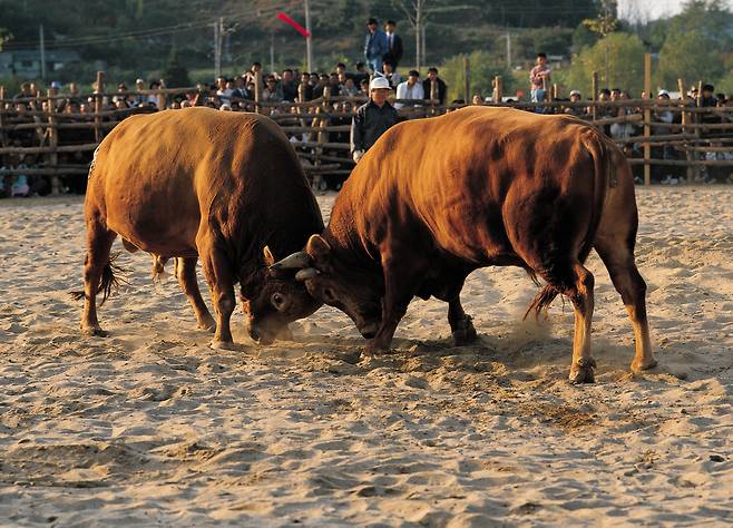 Traditional bullfighting in Jinju, South Gyeongsang Province (Getty Images)