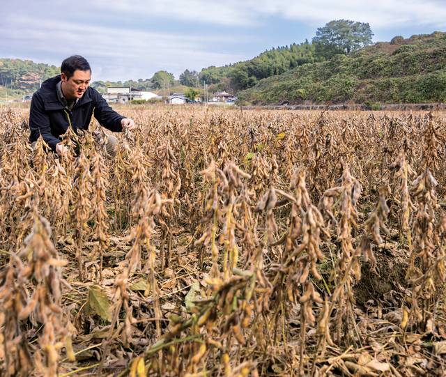 김씨는 한국농어촌공사에서 임차한 3만 1350㎡ 규모의 농지에 논콩 농사도 짓고 있다.