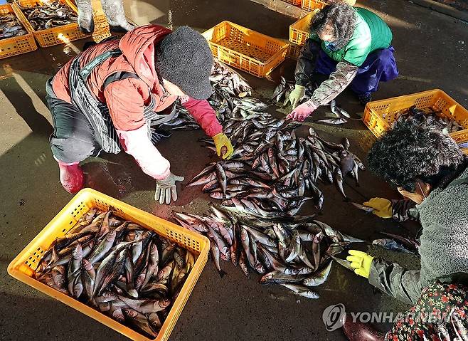 강릉 주문진항의 도루묵 (강릉=연합뉴스) 유형재 기자 = 9일 강원 강릉시 주문진항에서 주민들이 어민들이 잡아 온 동해안 겨울철 별미 도루묵의 선별작업을 하고 있다. 2025.12.9 yoo21@yna.co.kr