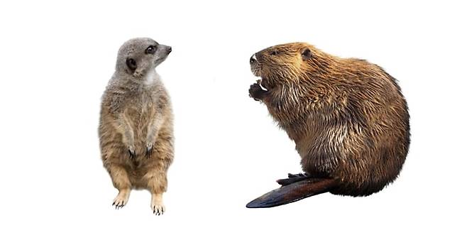 영국 캠브리지 대학 진화 인류학과 마크 다이블 교수팀이 포유류 동물의 일부일처제 충성도를 비교하는 연구를 발표했다. 연구에 따르면, 사람은 미어캣보단 일부일처제를 잘 지키는 편이었고, 비버보단 안 지키는 쪽이었다. 사진은 미어캣(왼쪽)과 비버. /캠브리지 대학교