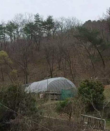 서울경찰청 마약범죄수사대가 검거한 대마 재배 일당이 대마를 재배하고 건조하던 비닐하우스. 강원도 한 산속에 위치해있다. [서울경찰청 제공]