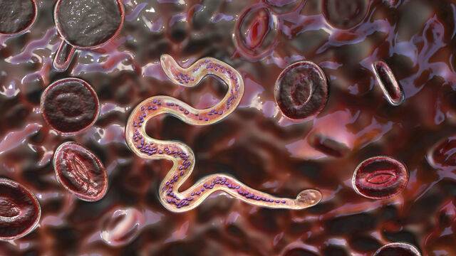 질병관리청이 ‘장내기생충질환 조사사업’의 결과를 공유하고 성과 지속 방안을 논의하는 자리를 마련한다. 사진은 기사의 특정 사실과 관련 없음. 클립아트코리아