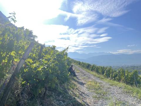 하석환 씨가 포도 농장에서 잠깐 여유 있는 시간을 보내고 있다.