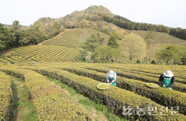 전남 보성 몽중산다원에서 녹차를 수확하는 모습. 농민신문DB