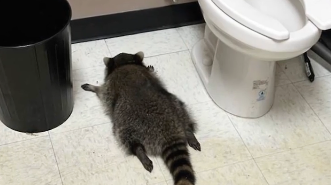 지난달 말 미국의 한 주류 판매점에서 만취한 라쿤이 발견됐다. 하노버 카운티 동물보호소 SNS