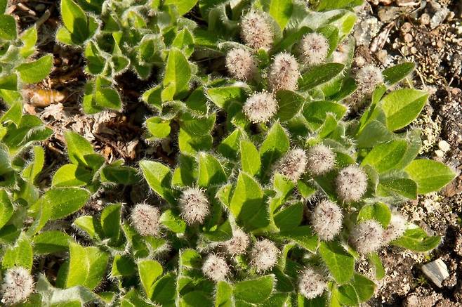 미국 알래스카 앵커리지 글렌알프스산 위에 작고 소중한 북극버들이 단단하고 꿋꿋하게 자라고 있다. Rebecca Bowater