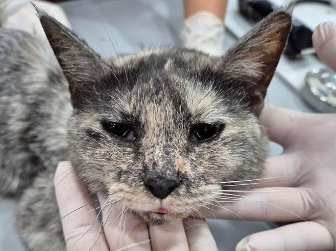 시보호소에 있다 동물실험에 동원된 고양이. 비글구조네트워크 제공