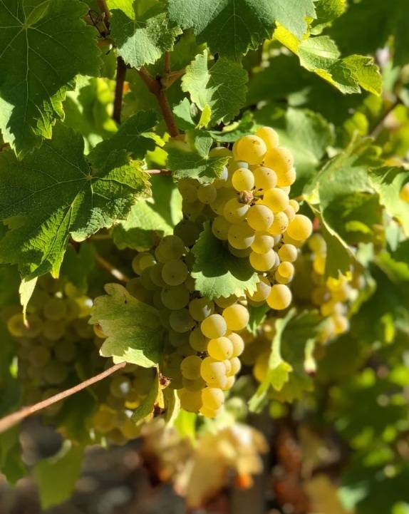 소비뇽블랑. 홈페이지