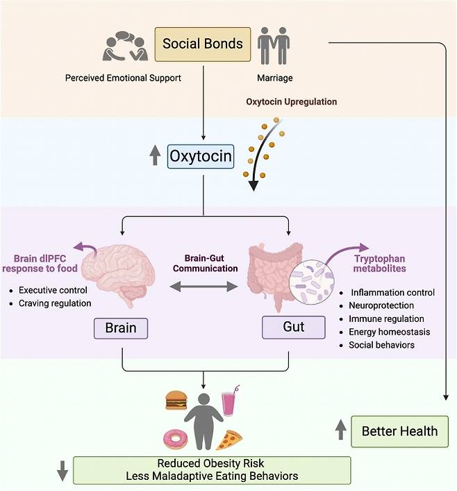 사회적 유대감과 정서적 지지가 옥시토신 분비와 장내 미생물에 영향을 미쳐 체중과 건강까지 이어지는 과정. 학술지 ‘장내 미생물’(Gut Microbes) 캡처.
