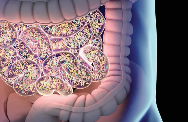 사람 몸에는 평균적으로 약 2㎏의 세균이 살고 있으며, 평소 먹는 음식이 장내 세균 종류를 결정짓는다.&nbsp;GETTYIMAGES