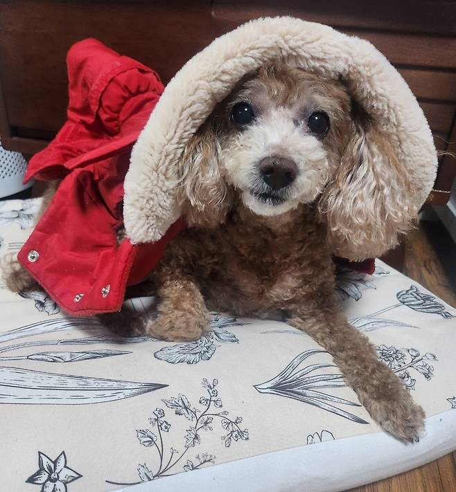 어기구 농림축산식품해양수산위원회 위원장 반려견 '어수선'(의원실 제공) ⓒ 뉴스1