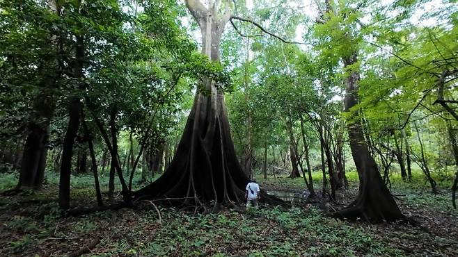 줄기에 범람한 흔적이 남은 사포페마 나무의 모습. 어린이과학동아 제공