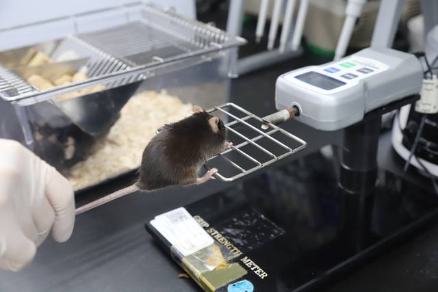 실험 쥐를 활용한 노화연구 실험 장면. 생명연 제공.