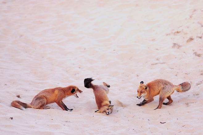 니콘 영 포토그래퍼 부문 우승작 'Hit the Dance Floor'. 사진=Paula Rustemeier / Nikon Comedy Wildlife Awards 2025 Nico Dreier