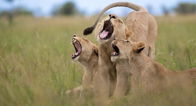 'The Choir'. 사진=Meline Ellwanger / Nikon Comedy Wildlife Awards 2025