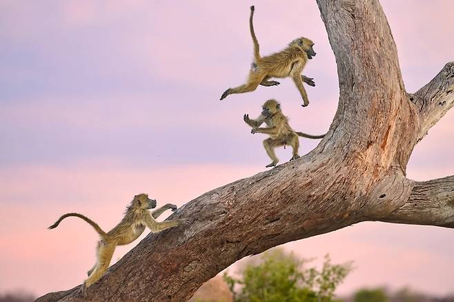 'Monkey Circus'. 사진=Kalin Botev / Nikon Comedy Wildlife Awards 2025 KALIN BOTEV