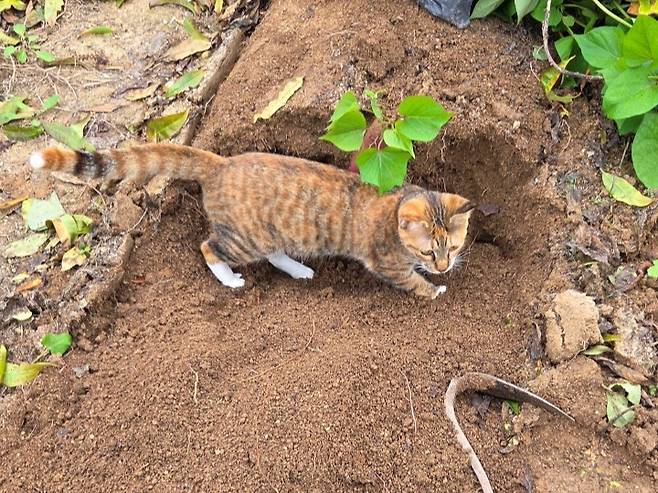 고구마 캐기를 도와줄 듯 방해할 듯 주위를 얼쩡거리는 고양이 람지. ⓒ이용한 제공