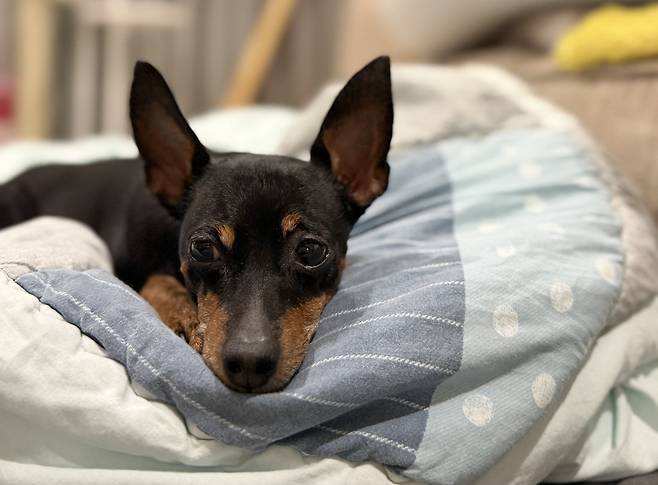전 보호자에게 입양됐다가 다시 유기된 미니핀 까미(제보자 제공) ⓒ 뉴스1