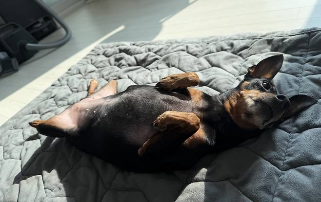 이 씨의 보살핌 속에 까미는 점차 안정을 찾았다(제보자 제공). ⓒ 뉴스1